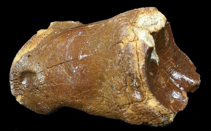 Ice Age Bison Metatarsal (Toe Bone) - North Sea Deposits #43136